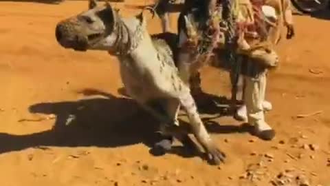 Africa How do you know what Africa is a hyena becoming a dog