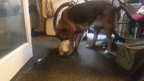 Dog and Ferret friends play tug-or-war