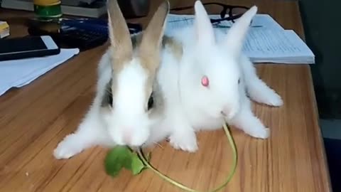 Cute bunnies kissing each other while eating