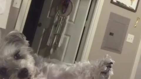 Funny dog successfully annoys owner with classic game