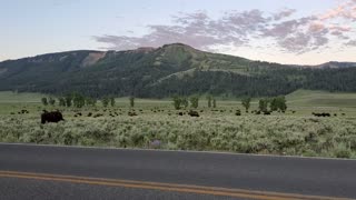 Bison in Lamar Valley