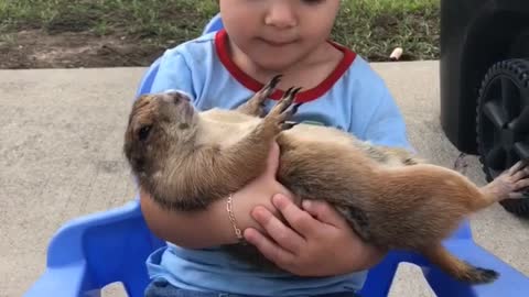 Little girl preciously cuddles her prairie dog