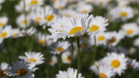 White Daisies in the Field