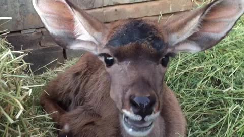 Baby Kudu eats some hey