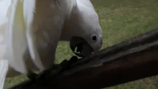 Bella Bird loves playing Peek-a-boo