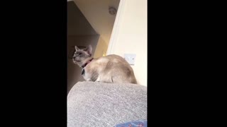 Cat don't do a lot