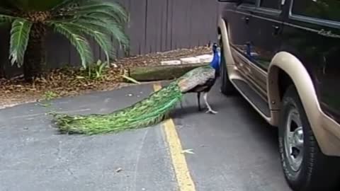 very funny peacock mirroring itself | funny bird