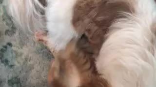 Puppy vs kitten rumble