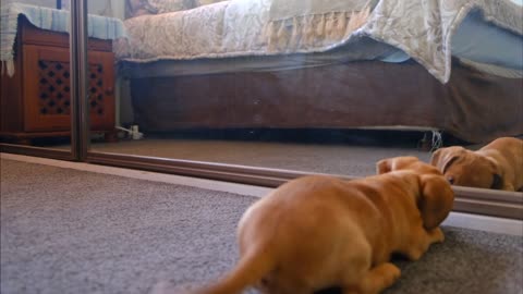 Cute puppy sees him self reflection in mirror