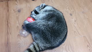Raccoon lies down and tries to open the lid of the cola bottle.