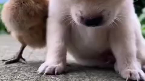 Small Cutest Puppy keeps falling standing up