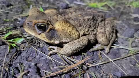 Big Bufo Toad
