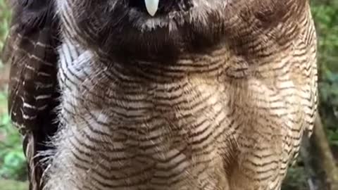 Owl Winks Back: Who Won The Starring Contest?