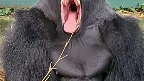 I bet you can't get through this video without yawning! #silverback #gorilla #yawnchallenge