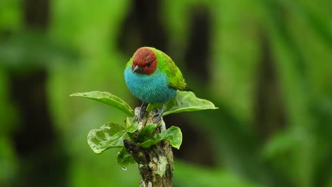 Colorful bird 2
