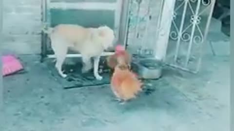 Chicken and dog fight .Funny fight dog and chicken