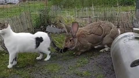 Bunny playing with cat ! Surprise, Never seen before