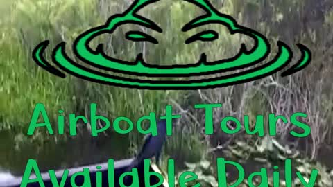 Airboat Tours in Miami Florida