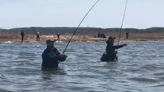 Striped bass Raritan bay NJ