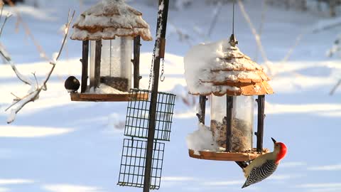 Birds eating in cold and ice areas