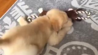 Golden retriever runs into room and falls