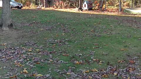 Chrono the husky doing zoomies