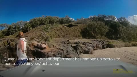 Dingo bites sunbathing tourist in Queensland.