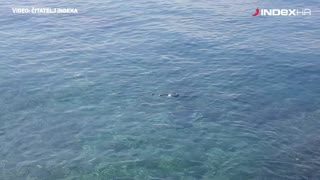 Sea snake in Croatia/ Zmija u moru
