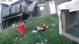 Ducklings play in water for the first time