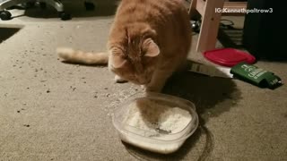 Cat discovers and loves rice