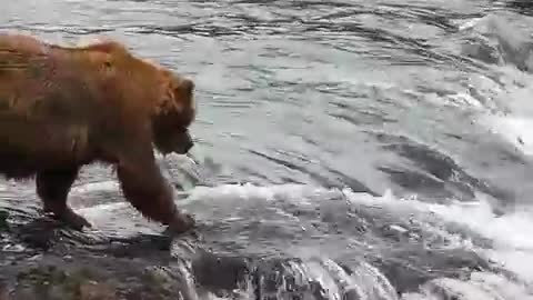 Brooks Falls Bears, Katmai AK