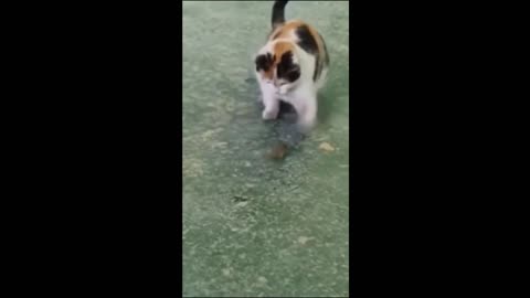 Funny pet video