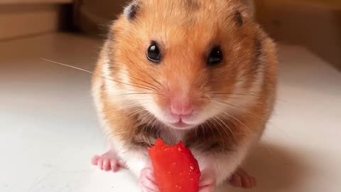 Funny Hamster Is Eating Strawberry (Too Cute!)