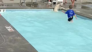 Happy dog in swimming pool