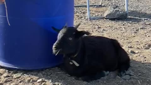 So cute Black goat