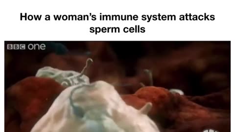 How a woman's immune system attacks sperm cells works