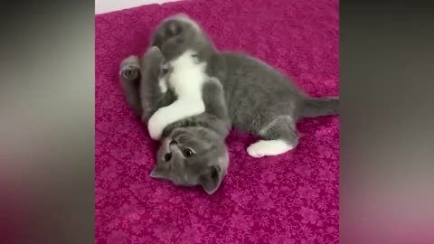Funny Kitten Videos - Cute and Funny Cats Video