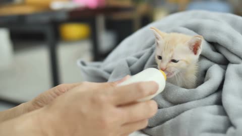 Cat Kitten Milk Feeding Fur Blanket Cute Pet
