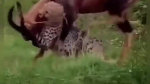 Never give up - animal fights