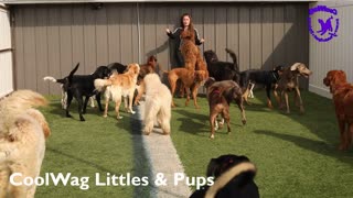 Coolwag video clips of the Day of the Best Dogs on Earth 2/24/2021