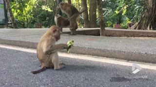 Monkey’s daily routine