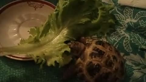 My turtle is eating.