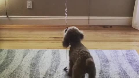 Brown dog plays with birthday balloon