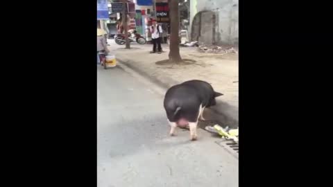 Pig is very smart and lovely pet but it is too fat