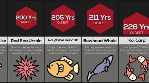 Comparison Longest Living Things