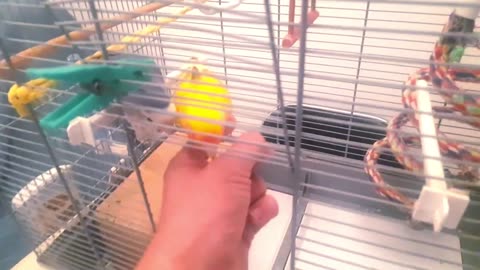 "Adorable Lovebirds: Watch Heartwarming Videos of Affectionate Avian Companions"