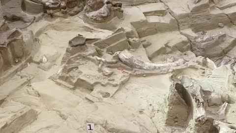 Mammoth Site