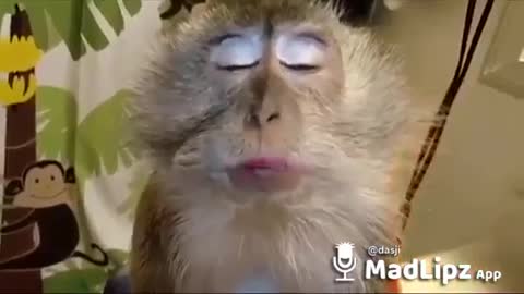 Madlipz Video In Hindi | Funny animals