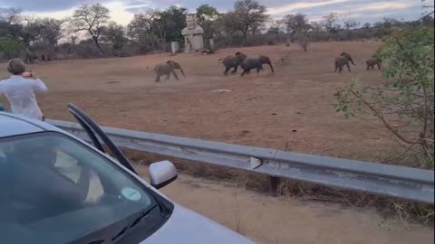 Elephants parade in front of tourists and prevent them from getting out of the car