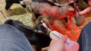Baby Goat Feeding Time 03.2022